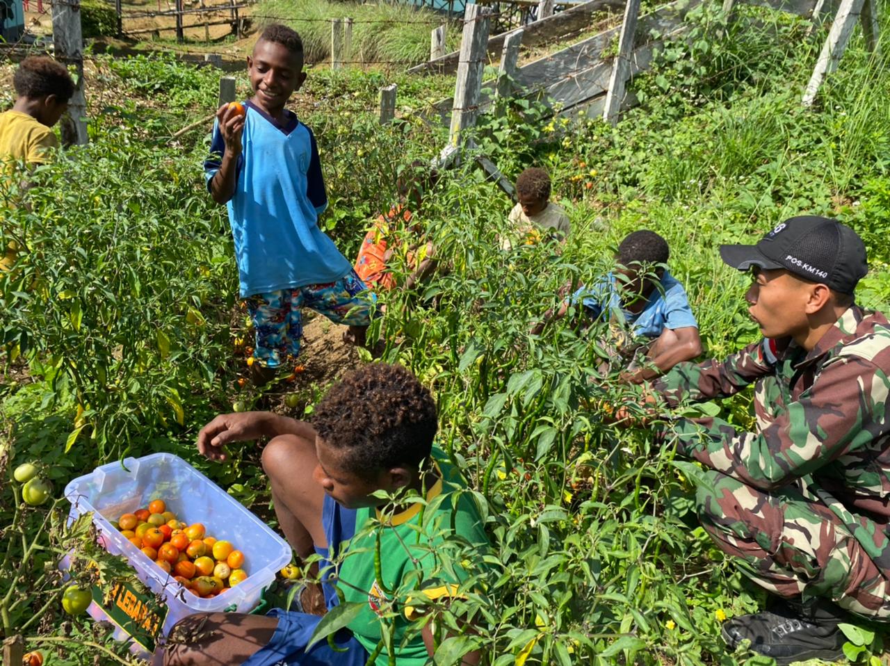 NIKMATI HASIL KEBUN, SATGAS YONIF 126/KC AJAK ANAK-ANAK PANEN DAN BAGIKAN HASIL PANEN.